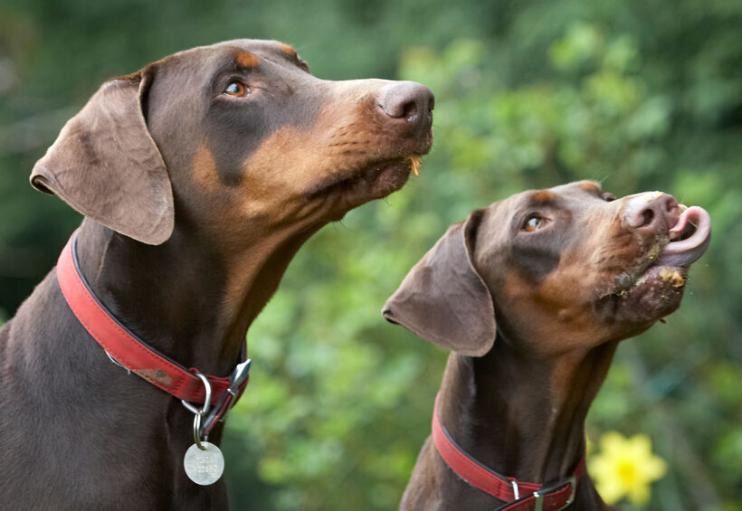Animal, Animals, Butter, Canine, Canines, Doberman, Dobermans, Dog, Dogs, Jess, Land Mammal, Land Mammals, Peanut, Pinscher, Play, Playing, Playtime, Terrestrial Mammal, Terrestrial Mammals, Toby, tongue