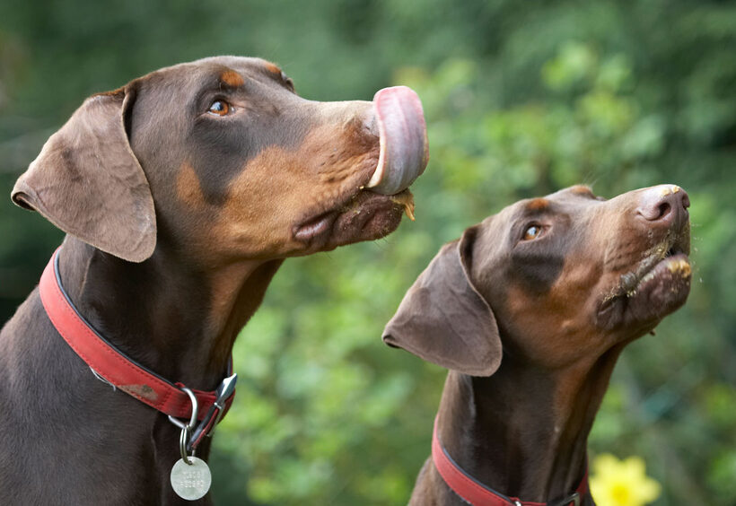 Animal, Animals, Butter, Canine, Canines, Doberman, Dobermans, Dog, Dogs, Jess, Land Mammal, Land Mammals, Peanut, Pinscher, Play, Playing, Playtime, Terrestrial Mammal, Terrestrial Mammals, Toby, tongue