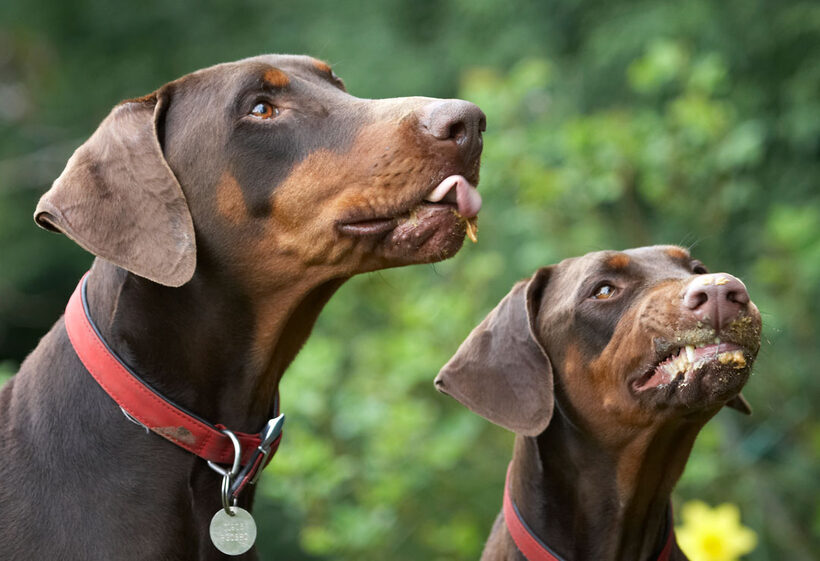 Animal, Animals, Butter, Canine, Canines, Doberman, Dobermans, Dog, Dogs, Jess, Land Mammal, Land Mammals, Peanut, Pinscher, Play, Playing, Playtime, Terrestrial Mammal, Terrestrial Mammals, Toby, tongue