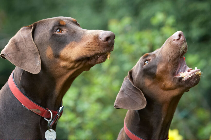 Animal, Animals, Butter, Canine, Canines, Doberman, Dobermans, Dog, Dogs, Jess, Land Mammal, Land Mammals, Peanut, Pinscher, Play, Playing, Playtime, Terrestrial Mammal, Terrestrial Mammals, Toby, tongue