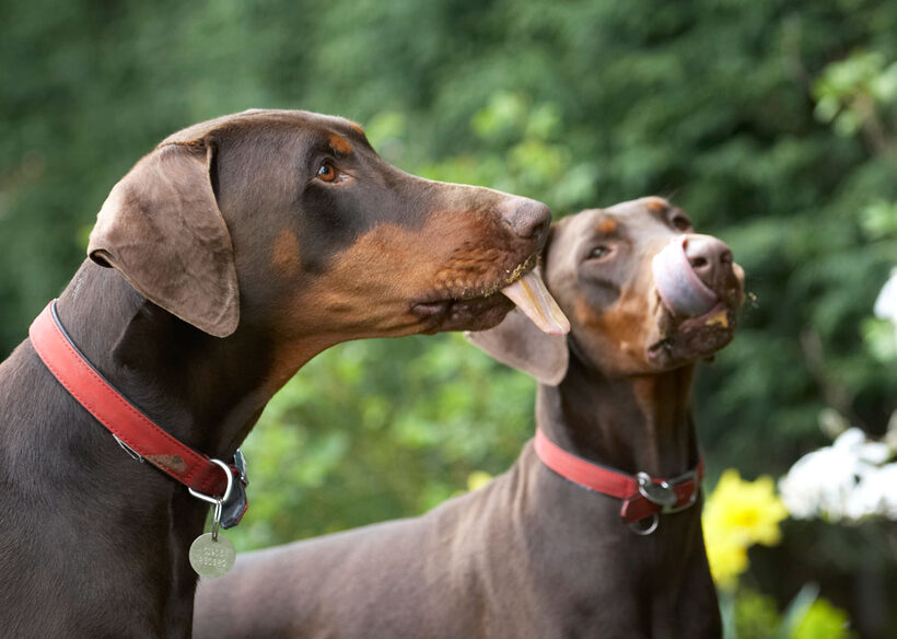 Animal, Animals, Butter, Canine, Canines, Doberman, Dobermans, Dog, Dogs, Jess, Land Mammal, Land Mammals, Peanut, Pinscher, Play, Playing, Playtime, Terrestrial Mammal, Terrestrial Mammals, Toby, tongue
