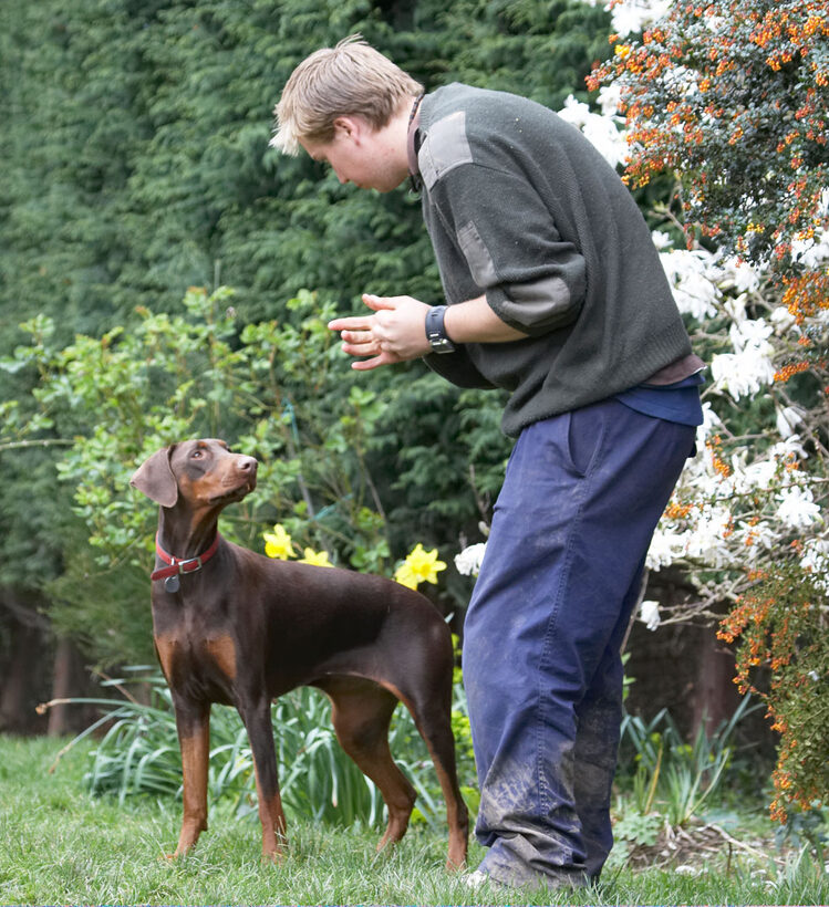 Animal, Animals, Ben, butter, Canine, Canines, Doberman, Dobermans, Dog, Dogs, Jess, Land Mammal, Land Mammals, Peanut, Pinscher, Play, Playing, Playtime, Terrestrial Mammal, Terrestrial Mammals, Toby