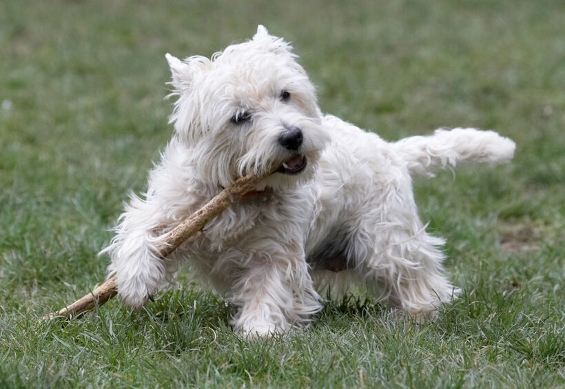 Animal, Animals, Canine, Canines, Dog, Dogs, Land Mammal, Land Mammals, Milly, Play, Playing, Playtime, stick, Terrestrial Mammal, Terrestrial Mammals, Terriers, West Highland Terrier
