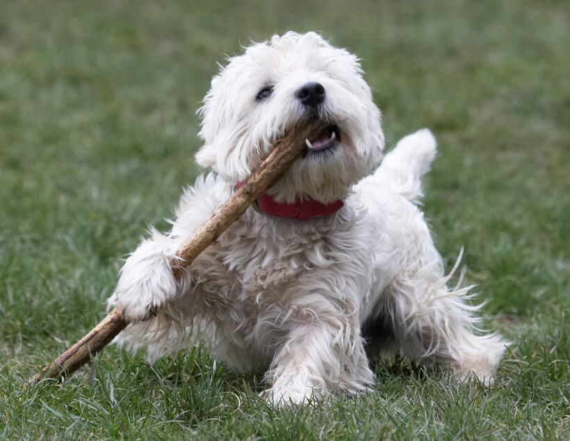 Animal, Animals, Canine, Canines, Dog, Dogs, Land Mammal, Land Mammals, Milly, Play, Playing, Playtime, stick, Terrestrial Mammal, Terrestrial Mammals, Terriers, West Highland Terrier