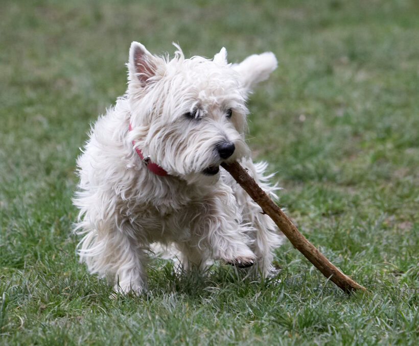 Animal, Animals, Canine, Canines, Dog, Dogs, Land Mammal, Land Mammals, Milly, Play, Playing, Playtime, stick, Terrestrial Mammal, Terrestrial Mammals, Terriers, West Highland Terrier