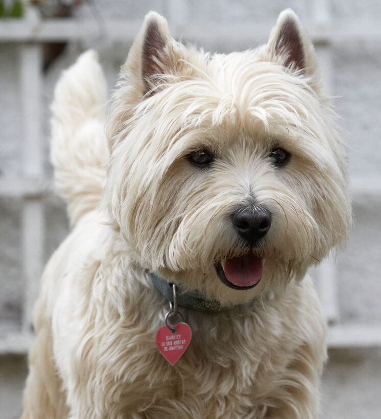 Animal, Animals, Canine, Canines, Dog, Dogs, Harvey, Land Mammal, Land Mammals, Play, Playing, Playtime, Smile, smiling, Terrestrial Mammal, Terrestrial Mammals, Terriers, Tongue, West Highland Terrier