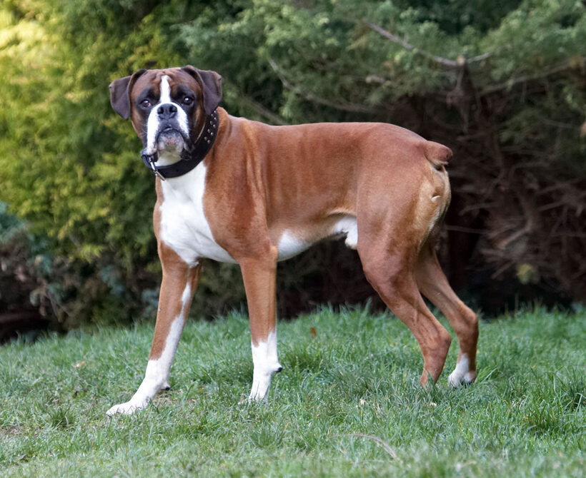Animal, Animals, Boxer, Boxers, Canine, Canines, Dave, Dog, Dogs, Land Mammal, Land Mammals, Play, Playing, Playtime, Terrestrial Mammal, Terrestrial Mammals