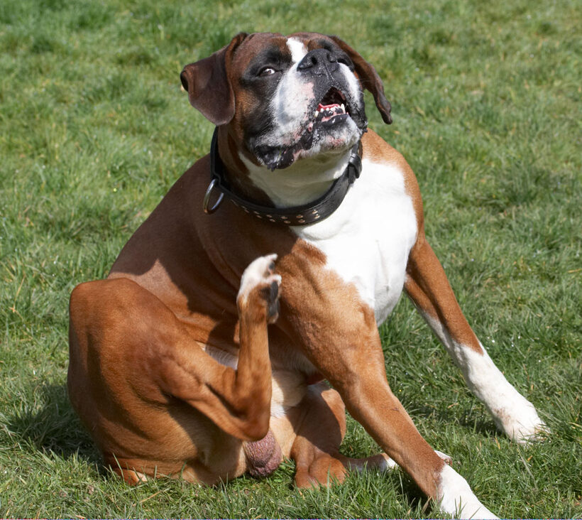 Animal, Animals, Boxer, Boxers, Canine, Canines, Dave, Dog, Dogs, Land Mammal, Land Mammals, Play, Playing, Playtime, Scratch, scratching, Terrestrial Mammal, Terrestrial Mammals