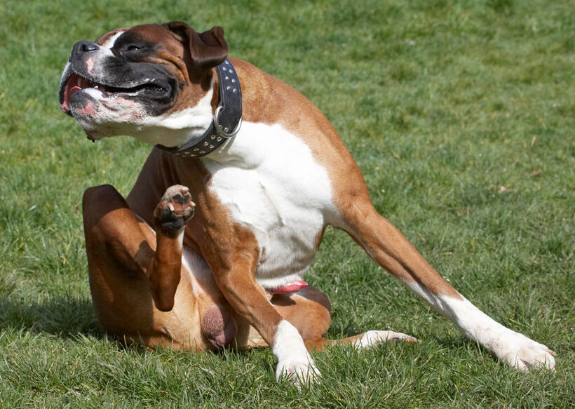 Animal, Animals, Boxer, Boxers, Canine, Canines, Dave, Dog, Dogs, Land Mammal, Land Mammals, Play, Playing, Playtime, Scratch, scratching, Terrestrial Mammal, Terrestrial Mammals