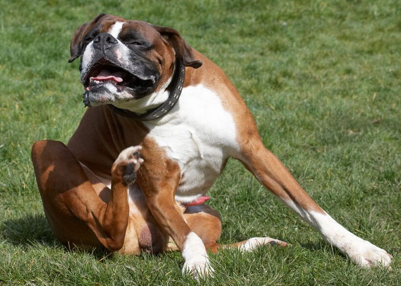 Animal, Animals, Boxer, Boxers, Canine, Canines, Dave, Dog, Dogs, Land Mammal, Land Mammals, Play, Playing, Playtime, Scratch, scratching, Terrestrial Mammal, Terrestrial Mammals