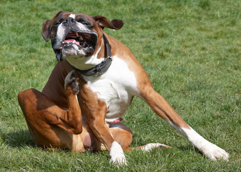 Animal, Animals, Boxer, Boxers, Canine, Canines, Dave, Dog, Dogs, Land Mammal, Land Mammals, Play, Playing, Playtime, Scratch, scratching, Terrestrial Mammal, Terrestrial Mammals