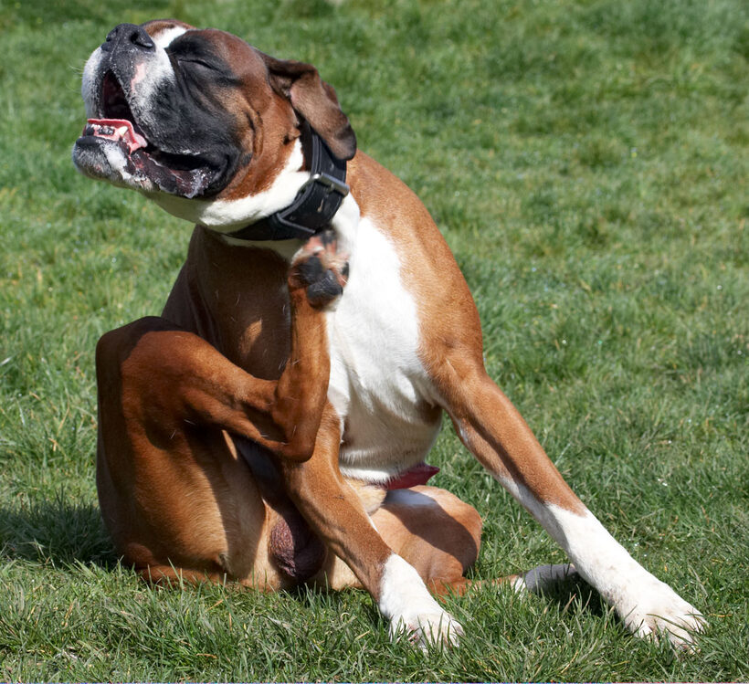 Animal, Animals, Boxer, Boxers, Canine, Canines, Dave, Dog, Dogs, Land Mammal, Land Mammals, Play, Playing, Playtime, Scratch, scratching, Terrestrial Mammal, Terrestrial Mammals