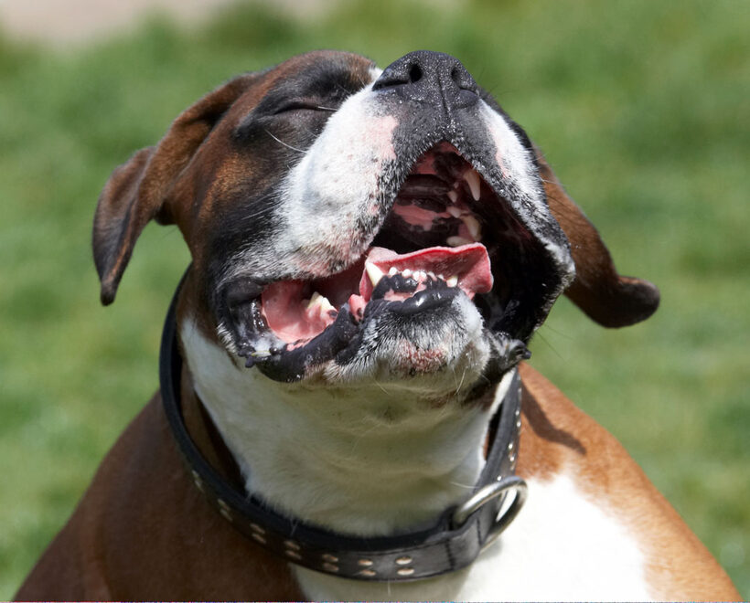 Animal, Animals, Boxer, Boxers, Canine, Canines, Dave, Dog, Dogs, Land Mammal, Land Mammals, Play, Playing, Playtime, Scratch, scratching, Terrestrial Mammal, Terrestrial Mammals