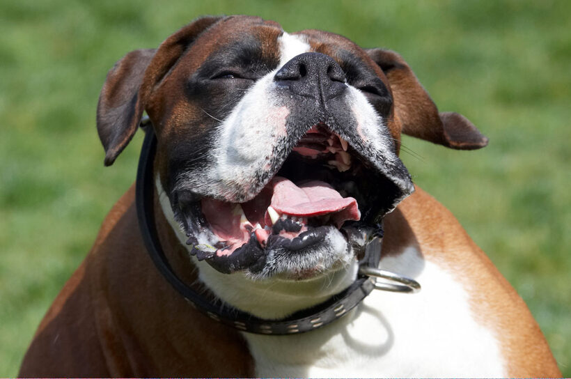 Animal, Animals, Boxer, Boxers, Canine, Canines, Dave, Dog, Dogs, Land Mammal, Land Mammals, Play, Playing, Playtime, Scratch, Scratching, Terrestrial Mammal, Terrestrial Mammals, tongue