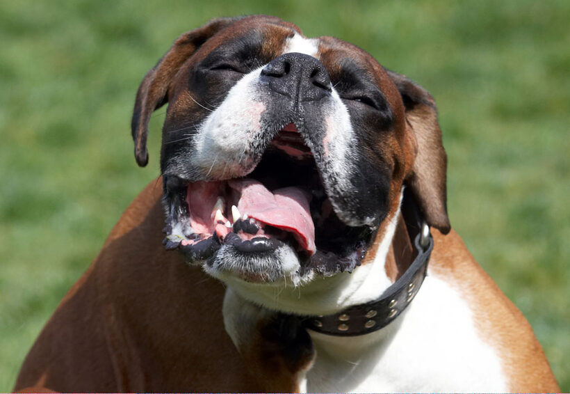 Animal, Animals, Boxer, Boxers, Canine, Canines, Dave, Dog, Dogs, Land Mammal, Land Mammals, Play, Playing, Playtime, Scratch, scratching, Terrestrial Mammal, Terrestrial Mammals