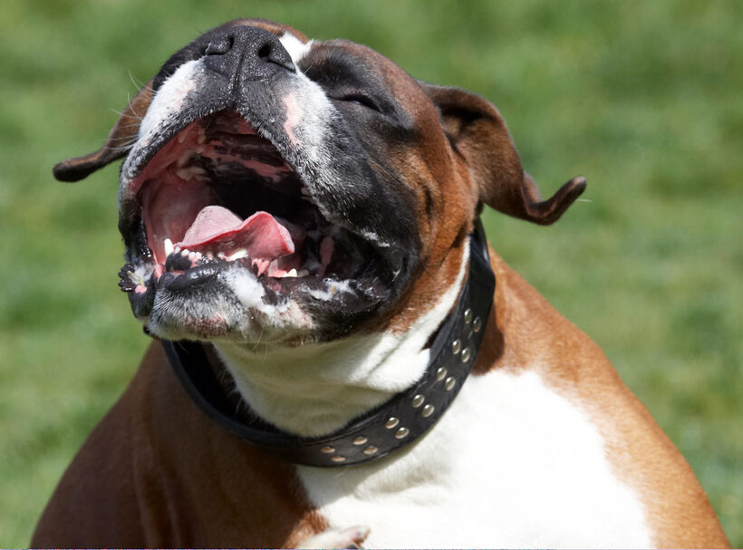 Animal, Animals, Boxer, Boxers, Canine, Canines, Dave, Dog, Dogs, Land Mammal, Land Mammals, Play, Playing, Playtime, Scratch, scratching, Terrestrial Mammal, Terrestrial Mammals