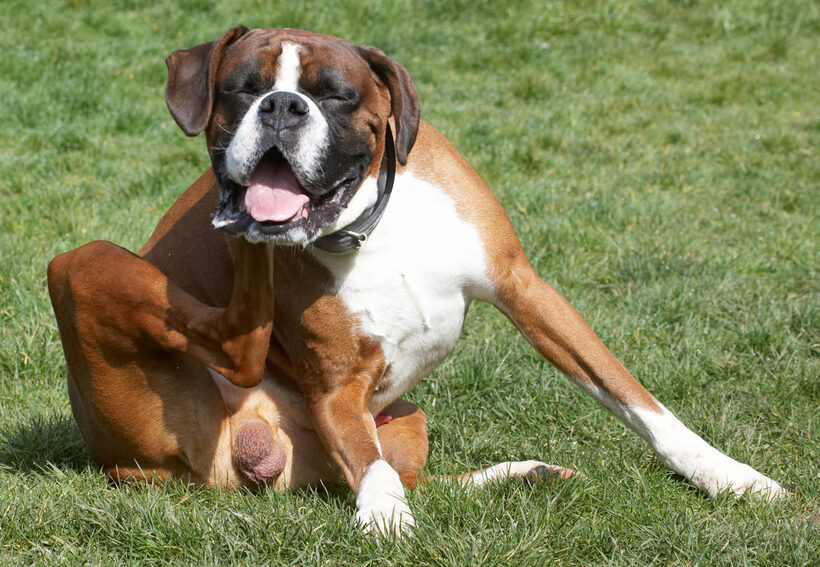 Animal, Animals, Boxer, Boxers, Canine, Canines, Dave, Dog, Dogs, Land Mammal, Land Mammals, Play, Playing, Playtime, Scratch, Scratching, Terrestrial Mammal, Terrestrial Mammals, tongue