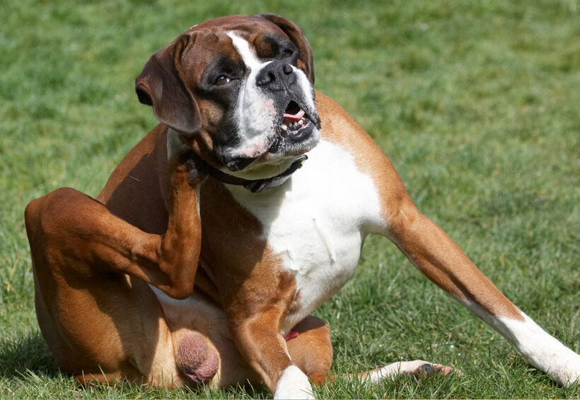 Animal, Animals, Boxer, Boxers, Canine, Canines, Dave, Dog, Dogs, Land Mammal, Land Mammals, Play, Playing, Playtime, Scratch, scratching, Terrestrial Mammal, Terrestrial Mammals