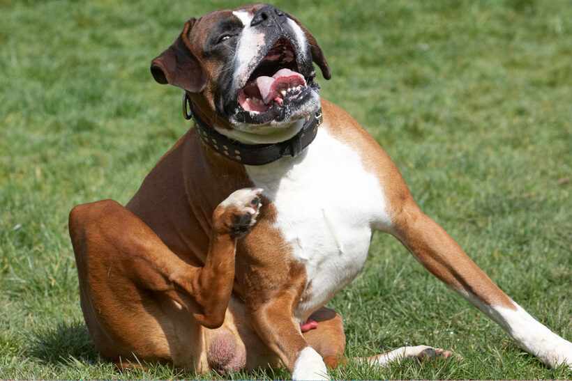 Animal, Animals, Boxer, Boxers, Canine, Canines, Dave, Dog, Dogs, Land Mammal, Land Mammals, Play, Playing, Playtime, Scratch, scratching, Terrestrial Mammal, Terrestrial Mammals