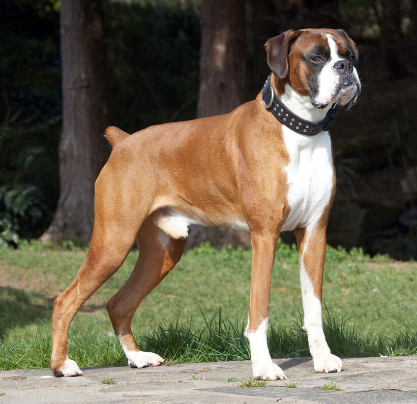 Animal, Animals, Boxer, Boxers, Canine, Canines, Dave, Dog, Dogs, Land Mammal, Land Mammals, Play, Playing, Playtime, Terrestrial Mammal, Terrestrial Mammals