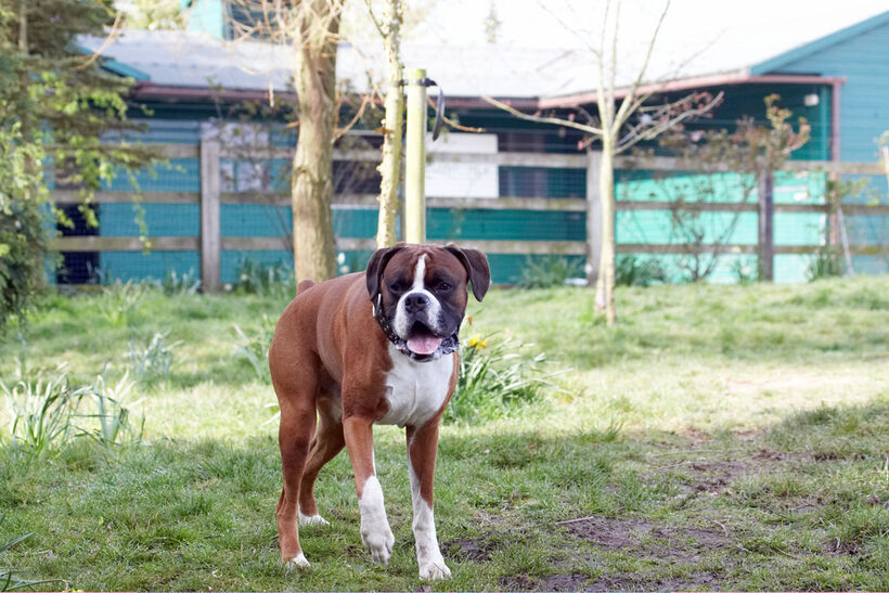 Animal, Animals, Boxer, Boxers, Canine, Canines, Dave, Dog, Dogs, Land Mammal, Land Mammals, Play, Playing, Playtime, Terrestrial Mammal, Terrestrial Mammals, tongue