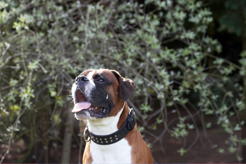 Animal, Animals, Boxer, Boxers, Canine, Canines, Dave, Dog, Dogs, Land Mammal, Land Mammals, Play, Playing, Playtime, Terrestrial Mammal, Terrestrial Mammals, tongue