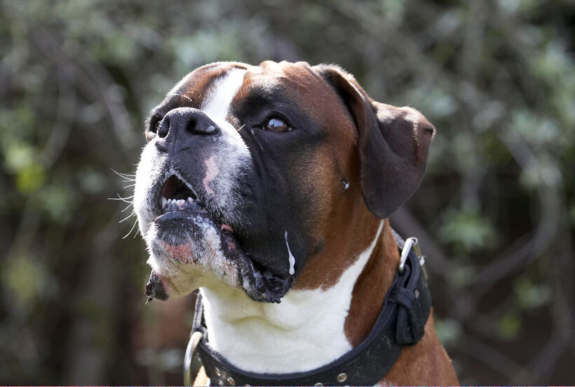 Animal, Animals, Boxer, Boxers, Canine, Canines, Dave, Dog, Dogs, Land Mammal, Land Mammals, Play, Playing, Playtime, Terrestrial Mammal, Terrestrial Mammals