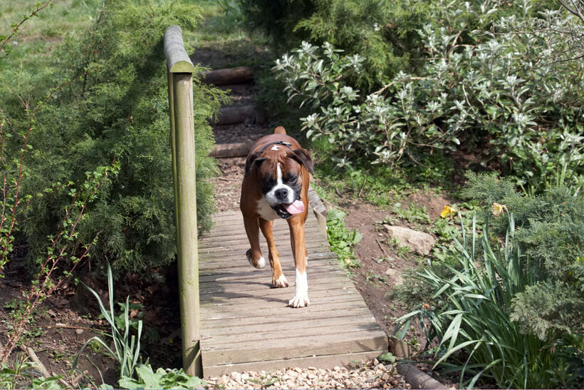 Animal, Animals, Boxer, Boxers, Canine, Canines, Dave, Dog, Dogs, Land Mammal, Land Mammals, Play, Playing, Playtime, Terrestrial Mammal, Terrestrial Mammals, tongue