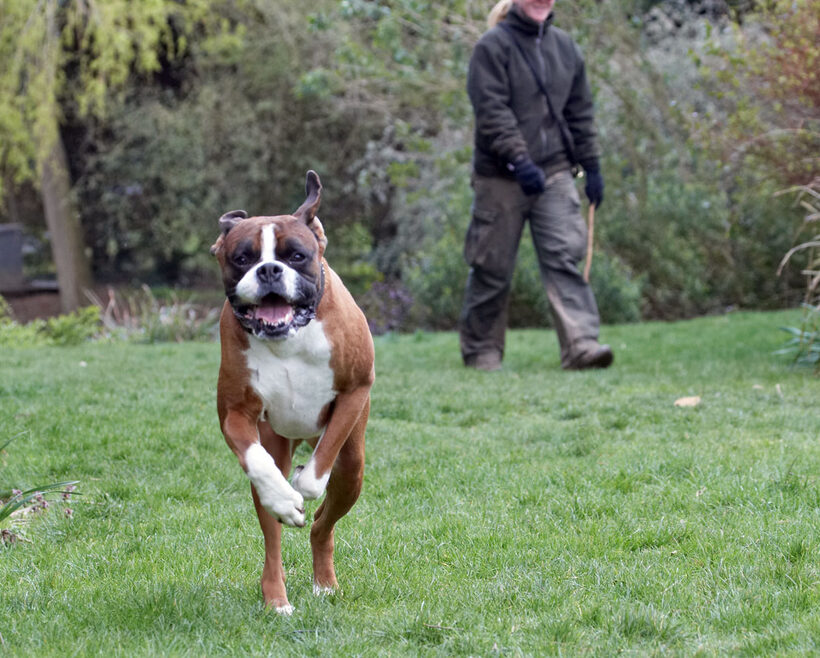 Animal, Animals, Boxer, Boxers, Canine, Canines, Dave, Dog, Dogs, Land Mammal, Land Mammals, Play, Playing, Playtime, Terrestrial Mammal, Terrestrial Mammals