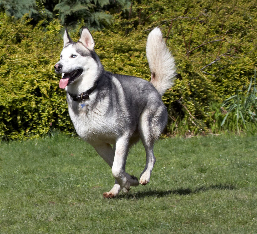 Animal, Animals, Canine, Canines, Dog, Dogs, Huskies, Husky, Land Mammal, Land Mammals, Play, Playing, Playtime, Reeba, Run, Running, Terrestrial Mammal, Terrestrial Mammals, tongue