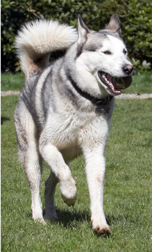 Animal, Animals, Ball, Canine, Canines, Dog, Dogs, Huskies, Husky, Land Mammal, Land Mammals, Play, Playing, Playtime, Reeba, Run, running, Terrestrial Mammal, Terrestrial Mammals
