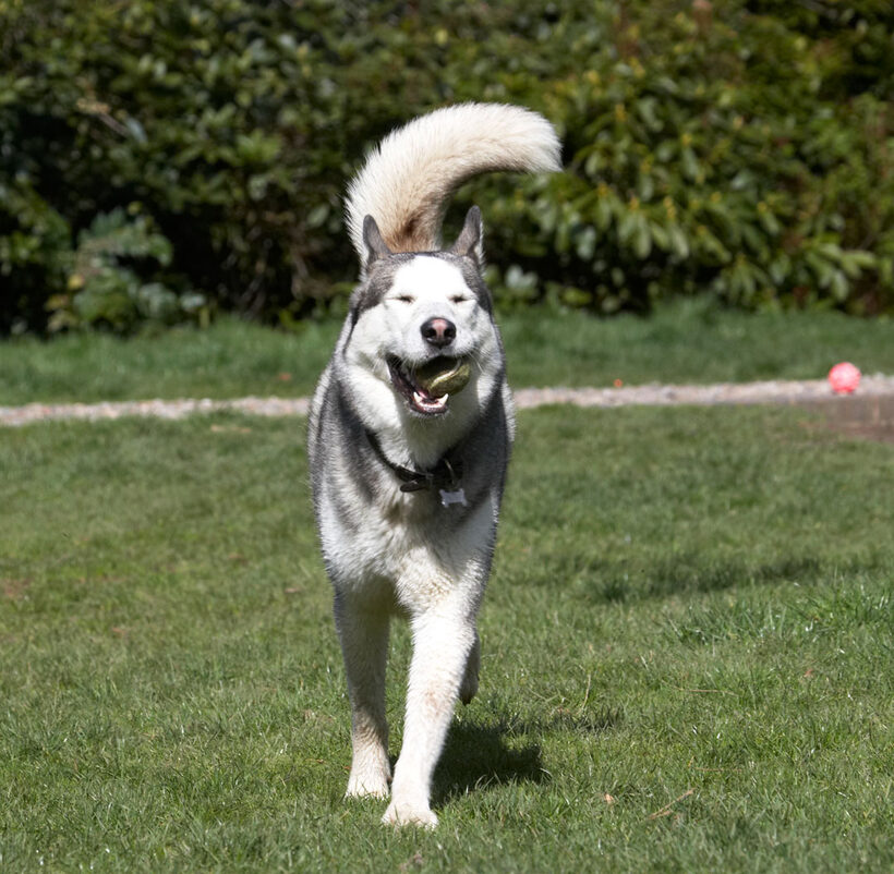 Animal, Animals, Ball, Canine, Canines, Dog, Dogs, Huskies, Husky, Land Mammal, Land Mammals, Play, Playing, Playtime, Reeba, Run, running, Terrestrial Mammal, Terrestrial Mammals