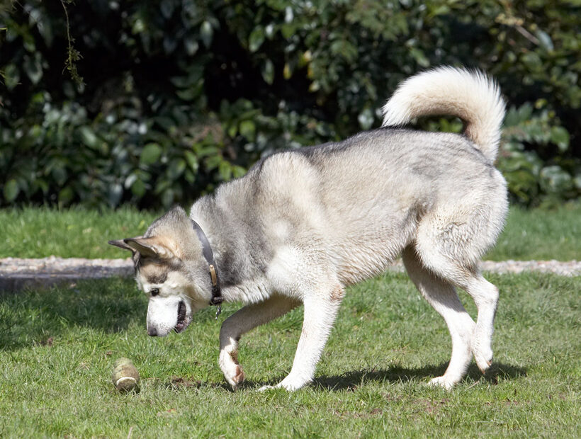 Animal, Animals, ball, Canine, Canines, Dog, Dogs, Huskies, Husky, Land Mammal, Land Mammals, Play, Playing, Playtime, Reeba, Terrestrial Mammal, Terrestrial Mammals