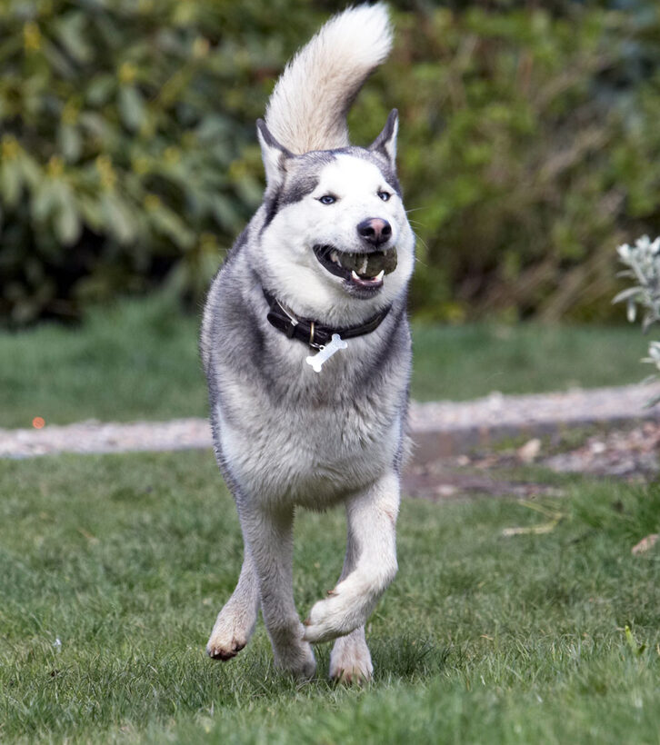 Animal, Animals, Ball, Canine, Canines, Dog, Dogs, Huskies, Husky, Land Mammal, Land Mammals, Play, Playing, Playtime, Reeba, Run, running, Terrestrial Mammal, Terrestrial Mammals