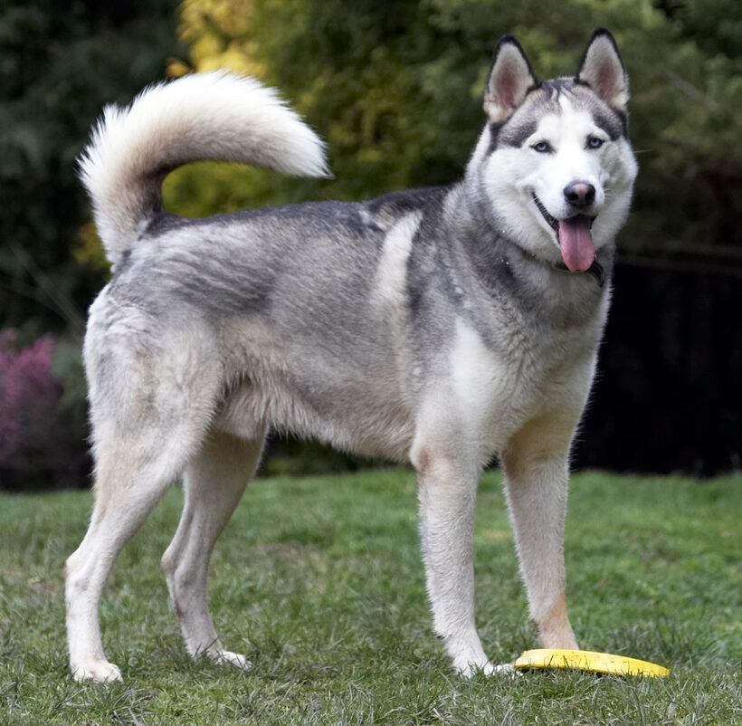 Animal, Animals, Canine, Canines, Dog, Dogs, frisbee, Huskies, Husky, Land Mammal, Land Mammals, Play, Playing, Playtime, Reeba, Smile, Smiling, Terrestrial Mammal, Terrestrial Mammals, Tongue