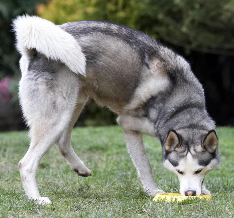 Animal, Animals, Canine, Canines, Dog, Dogs, frisbee, Huskies, Husky, Land Mammal, Land Mammals, Play, Playing, Playtime, Reeba, Terrestrial Mammal, Terrestrial Mammals