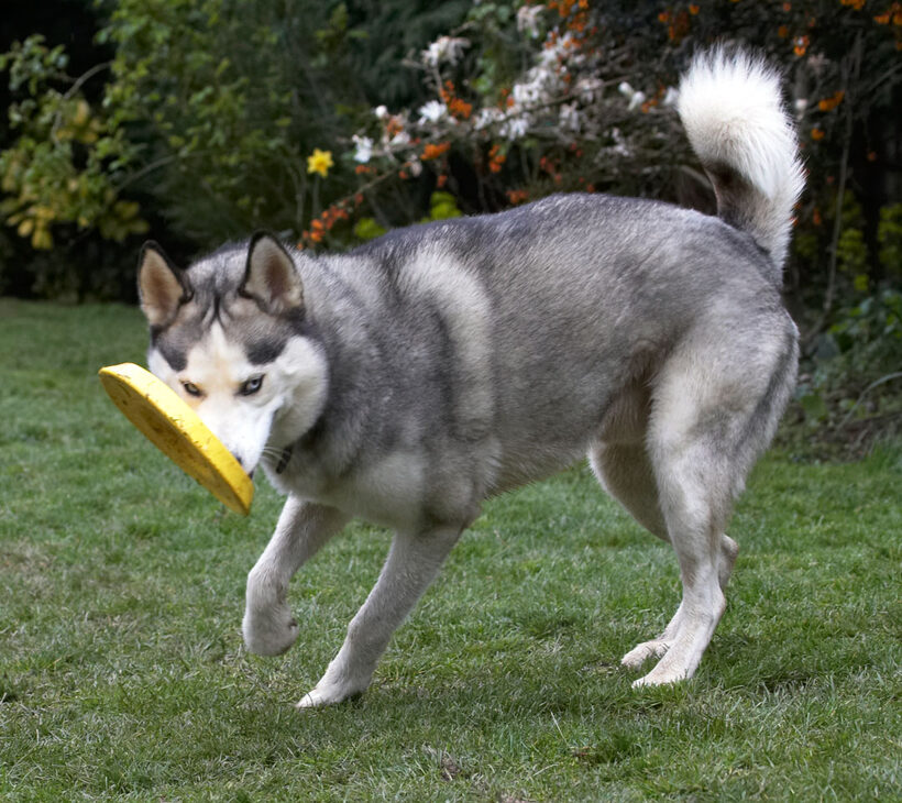 Animal, Animals, Canine, Canines, Dog, Dogs, frisbee, Huskies, Husky, Land Mammal, Land Mammals, Play, Playing, Playtime, Reeba, Terrestrial Mammal, Terrestrial Mammals