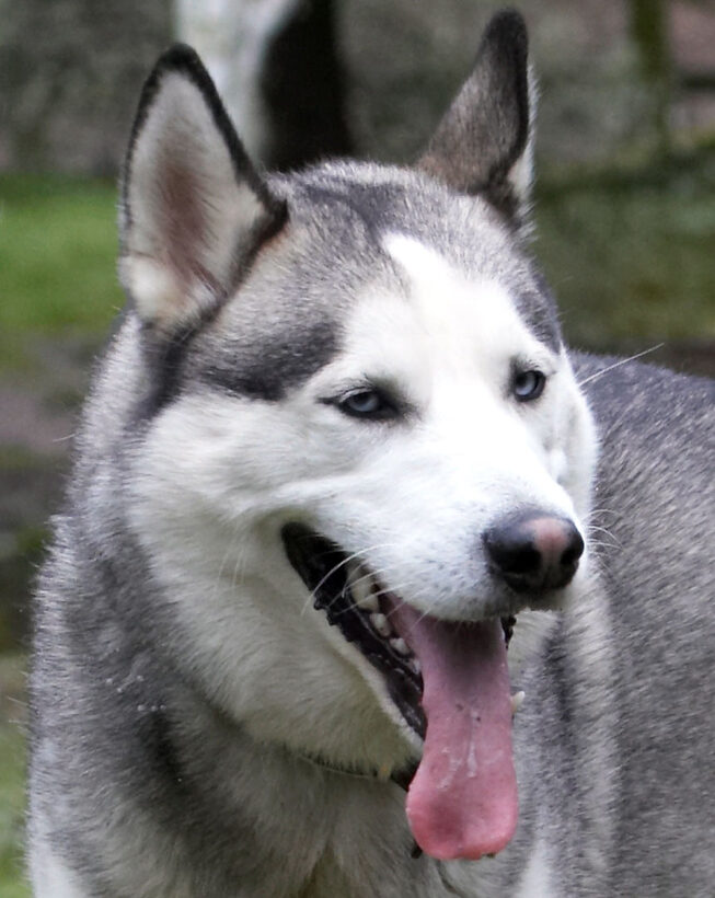 Animal, Animals, Canine, Canines, Dog, Dogs, Huskies, Husky, Land Mammal, Land Mammals, Play, Playing, Playtime, Reeba, Smile, smiling, Terrestrial Mammal, Terrestrial Mammals, Tongue