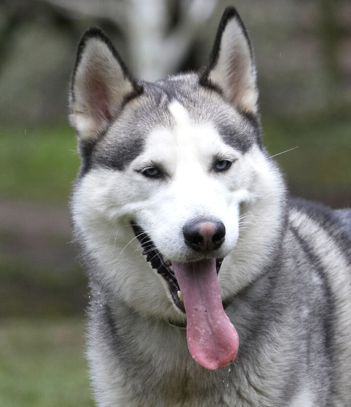 Animal, Animals, Canine, Canines, Dog, Dogs, Huskies, Husky, Land Mammal, Land Mammals, Play, Playing, Playtime, Reeba, Smile, smiling, Terrestrial Mammal, Terrestrial Mammals, Tongue