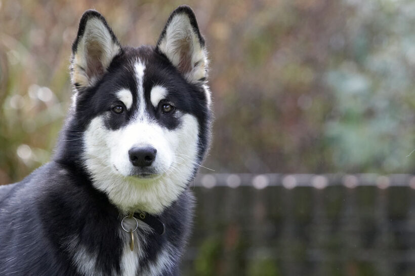 Alaskan Malamute, Animal, Animals, Bentley, Canine, Canines, Dog, Dogs, Land Mammal, Land Mammals, Malamutes, Terrestrial Mammal, Terrestrial Mammals