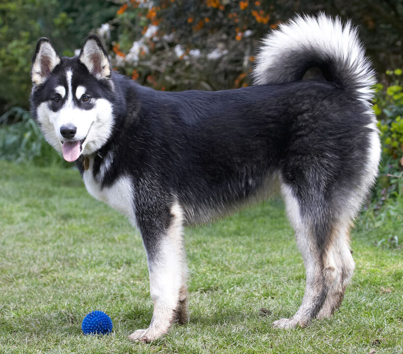 Alaskan Malamute, Animal, Animals, Ball, Bentley, Canine, Canines, Dog, Dogs, Land Mammal, Land Mammals, Malamutes, Play, Playing, Playtime, Terrestrial Mammal, Terrestrial Mammals, tongue
