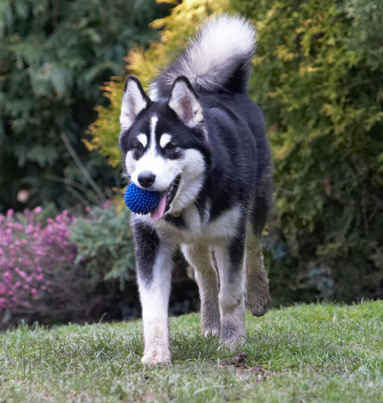 Alaskan Malamute, Animal, Animals, Ball, Bentley, Canine, Canines, Dog, Dogs, Land Mammal, Land Mammals, Malamutes, Play, Playing, Playtime, Terrestrial Mammal, Terrestrial Mammals