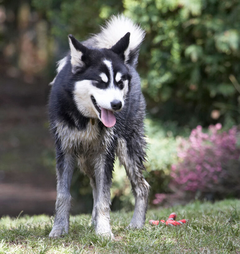 Alaskan Malamute, Animal, Animals, Bentley, Canine, Canines, Dog, Dogs, Land Mammal, Land Mammals, Malamutes, Play, Playing, playtime, Terrestrial Mammal, Terrestrial Mammals, Tongue