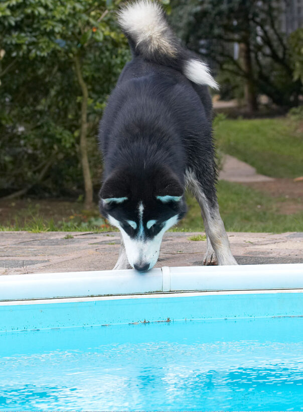 Alaskan Malamute, Animal, Animals, Bentley, Canine, Canines, Dog, Dogs, Land Mammal, Land Mammals, Malamutes, Play, Playing, playtime, Pool, Swimming, Terrestrial Mammal, Terrestrial Mammals