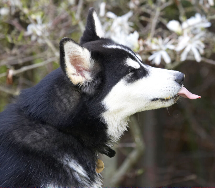 Alaskan, Animal, Animals, Bentley, Butter, Canine, Canines, Dog, Dogs, Land Mammal, Land Mammals, Malamute, Malamutes, Peanut, Play, Playing, playtime, Terrestrial Mammal, Terrestrial Mammals, Tongue