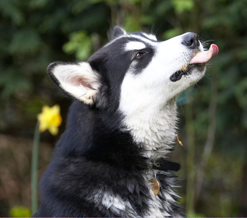 Alaskan Malamute, Animal, Animals, Bentley, Butter, Canine, Canines, Dog, Dogs, Land Mammal, Land Mammals, Malamutes, Peanut, Play, Playing, playtime, Terrestrial Mammal, Terrestrial Mammals, Tongue