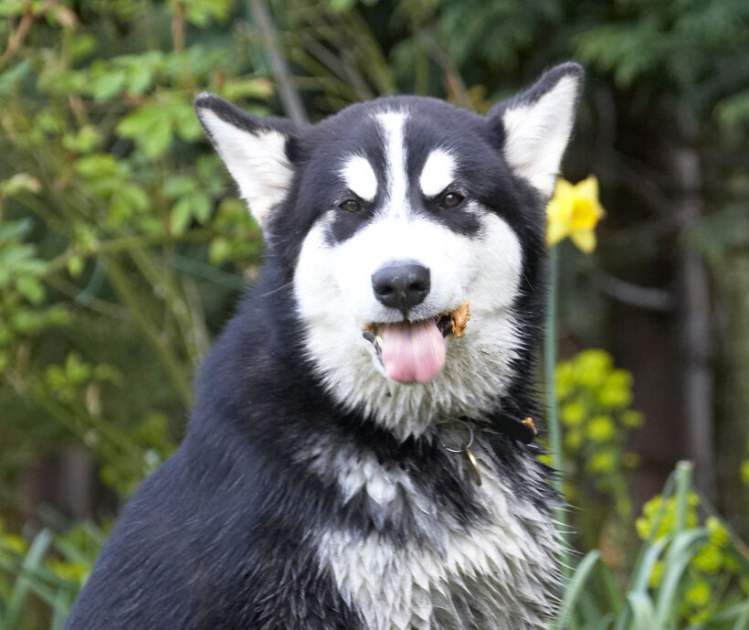 Alaskan Malamute, Animal, Animals, Bentley, Butter, Canine, Canines, Dog, Dogs, Land Mammal, Land Mammals, Malamutes, Peanut, Play, Playing, Playtime, Terrestrial Mammal, Terrestrial Mammals, tongue