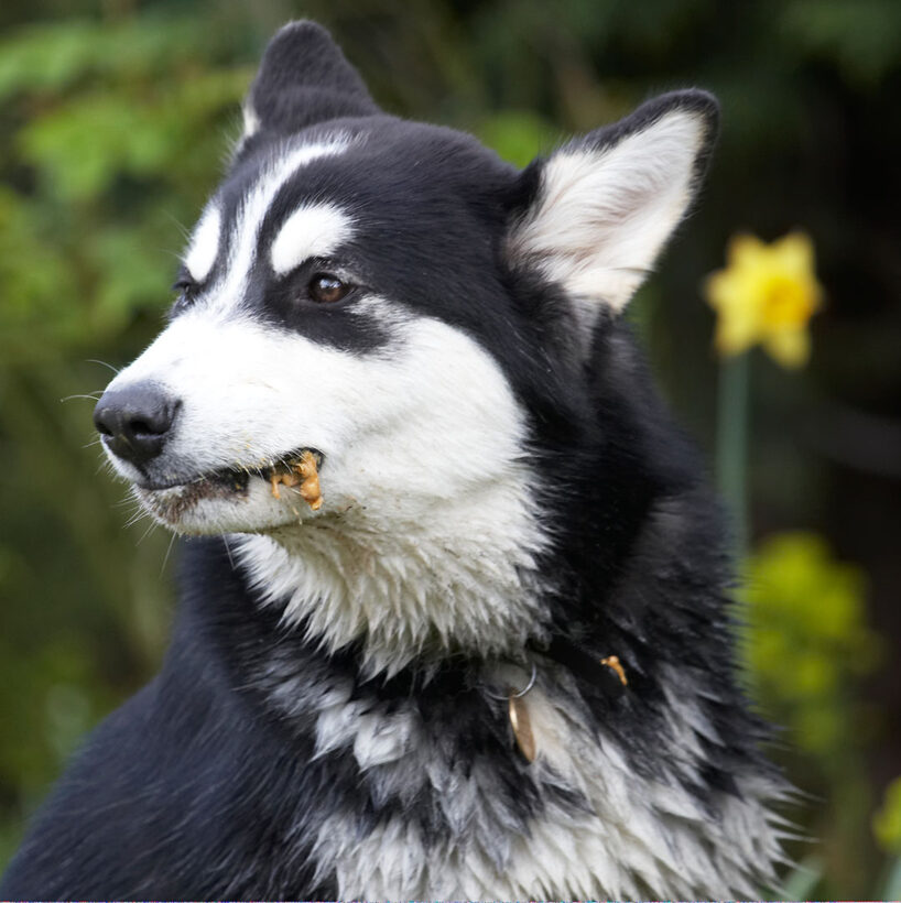 Alaskan Malamute, Animal, Animals, Bentley, Butter, Canine, Canines, Dog, Dogs, Land Mammal, Land Mammals, Malamutes, Peanut, Play, Playing, Playtime, Terrestrial Mammal, Terrestrial Mammals, tongue