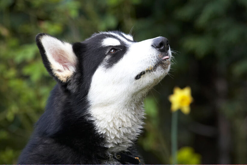 Alaskan Malamute, Animal, Animals, Bentley, Butter, Canine, Canines, Dog, Dogs, Land Mammal, Land Mammals, Malamutes, Peanut, Play, Playing, Playtime, Terrestrial Mammal, Terrestrial Mammals, tongue