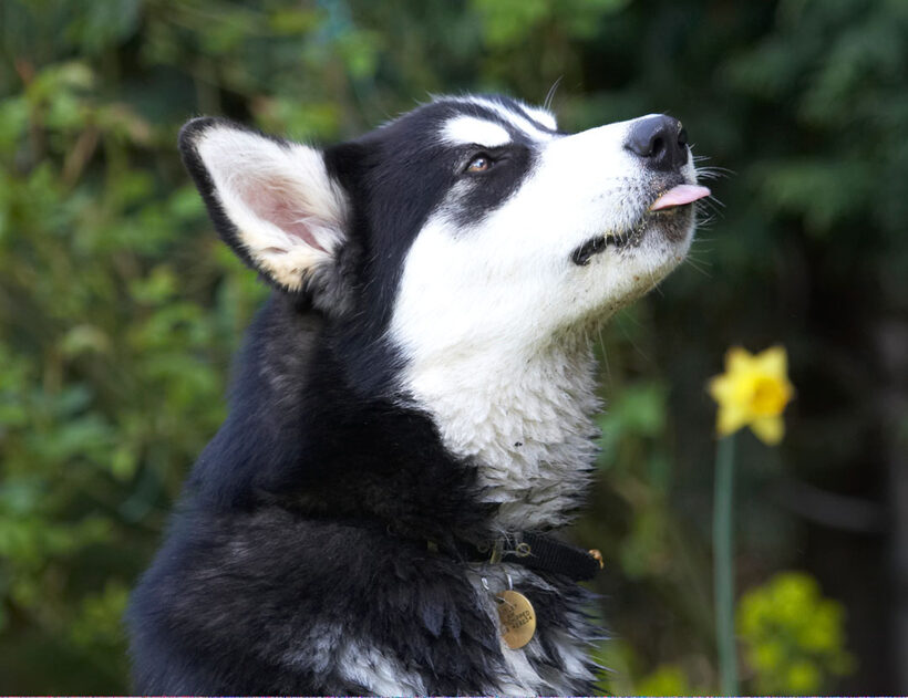 Alaskan Malamute, Animal, Animals, Bentley, Butter, Canine, Canines, Dog, Dogs, Land Mammal, Land Mammals, Malamutes, Peanut, Play, Playing, Playtime, Terrestrial Mammal, Terrestrial Mammals, tongue